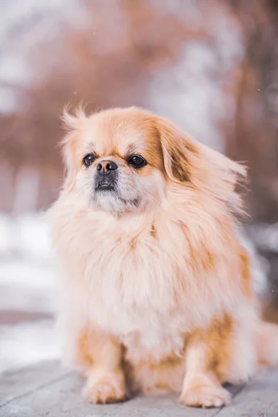 Cão Pekingese Adorável Livre — Fotografia de Stock