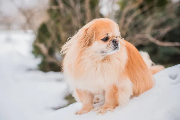 Entzückender Pekinese Hund Freien — Stockfoto