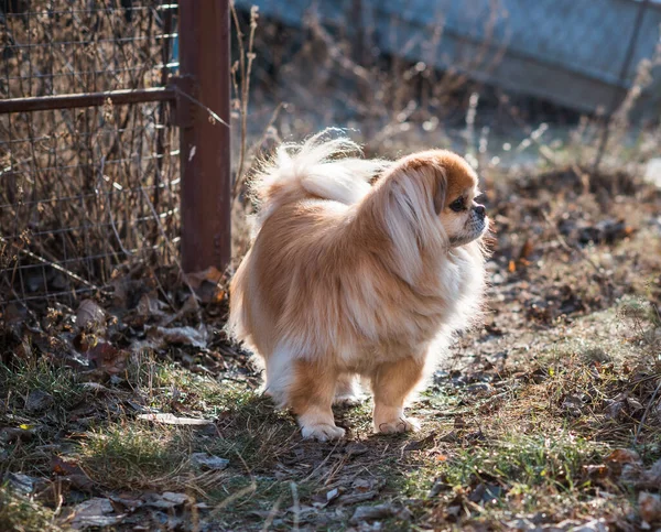 Chien Pékinois Senior Rouge Promenade Dans Nature — Photo