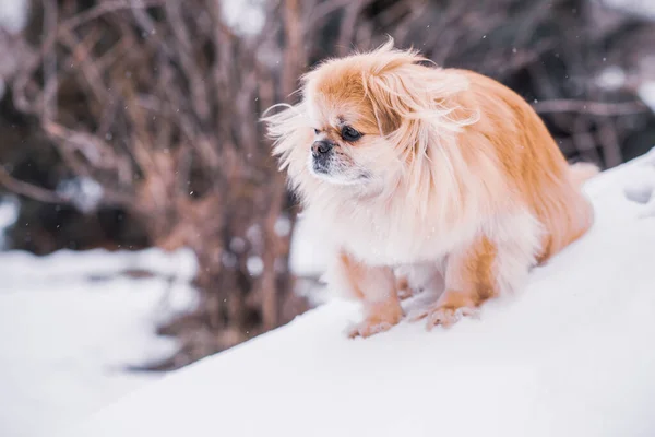 Adorable Pekingese Dog Outdoors — Stock Photo, Image