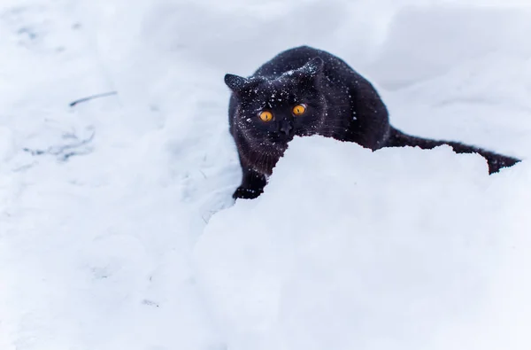 Carino Gatto Nero Giocare All Aperto — Foto Stock