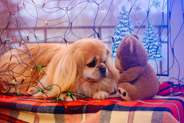 Netter Und Schöner Goldener Pekinese Hund — Stockfoto