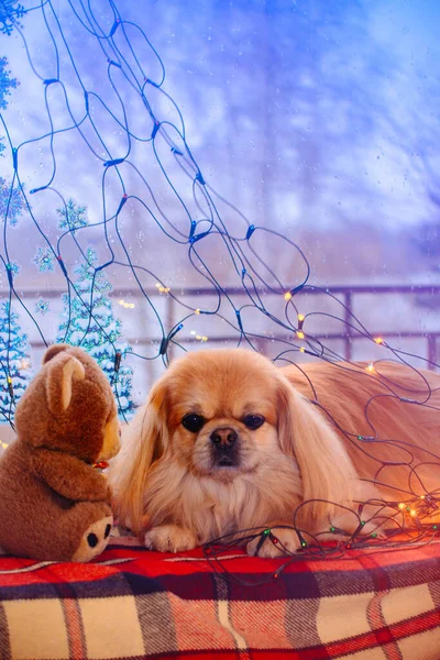 Netter Und Schöner Goldener Pekinese Hund — Stockfoto