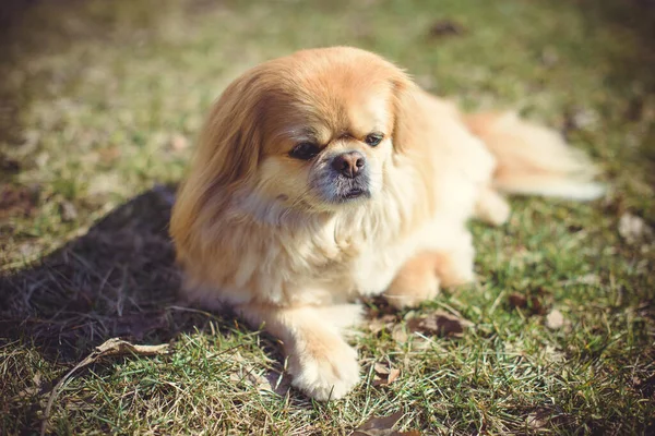 Adorable Perro Pekinés Aire Libre —  Fotos de Stock