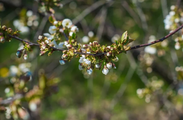 Spring Apple Tree Blossom Close View — Stock Photo, Image