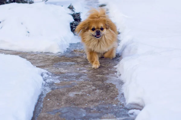 Adorabile Cane Pechinese All Aperto — Foto Stock