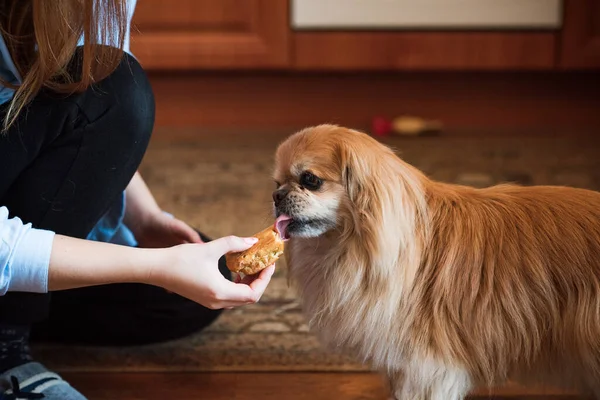 Evdeki Tatlı Altın Pekin Köpeği — Stok fotoğraf