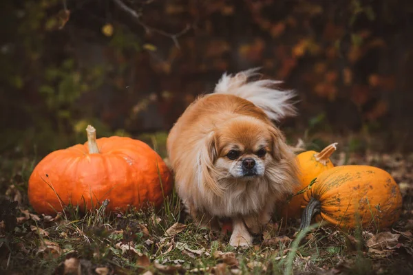 Liten Gyllene Hund Med Pumpa Husdjur Koncept — Stockfoto