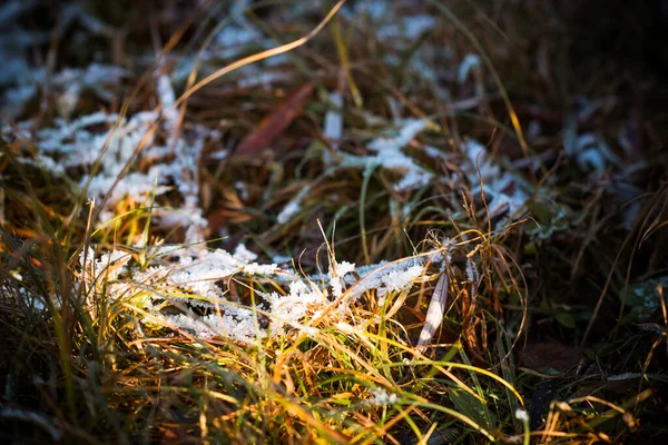 Arrivo Dell Inverno Inizio Della Primavera Erba Con Neve Vicino — Foto Stock