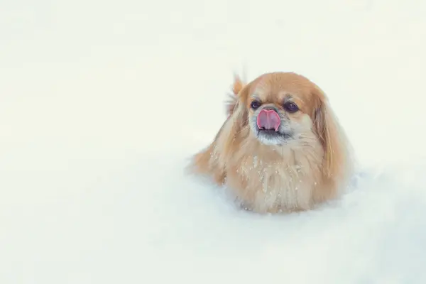 Очаровательная Пекинская Собака Открытом Воздухе — стоковое фото