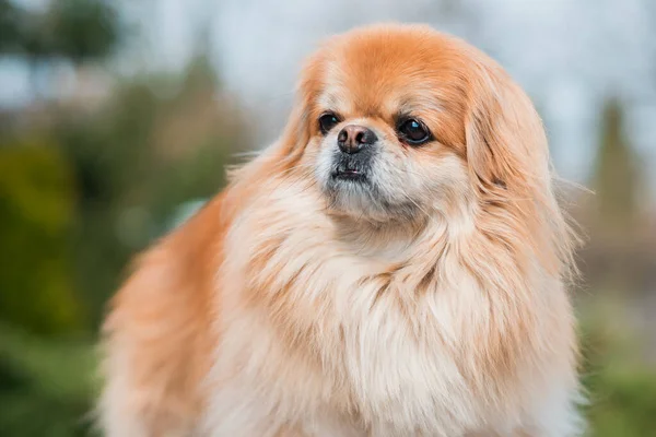 Bedårande Pekingese Hund Utomhus — Stockfoto