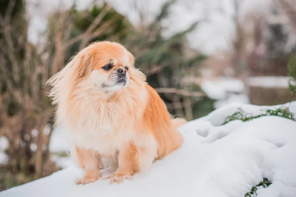 Entzückender Pekinese Hund Freien — Stockfoto