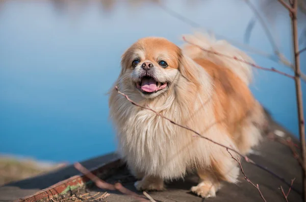 Netter Und Schöner Goldener Pekinese Hund Park — Stockfoto