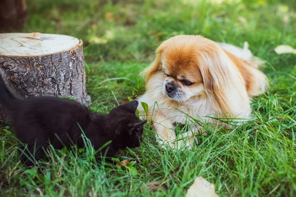 Chien Pékinois Doré Jouant Avec Chat Noir Cour Concept Animaux — Photo