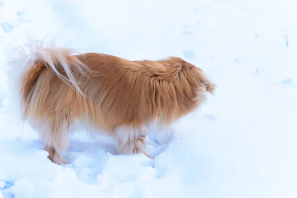 Adorable Pekingese dog outdoors