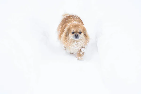 Entzückender Pekinese Hund Freien — Stockfoto