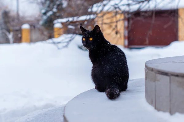 Black Cat Walk Hunter Cat Pet Lifestyle — Stock Photo, Image