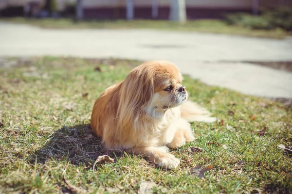 Adorable Perro Pekinés Aire Libre —  Fotos de Stock