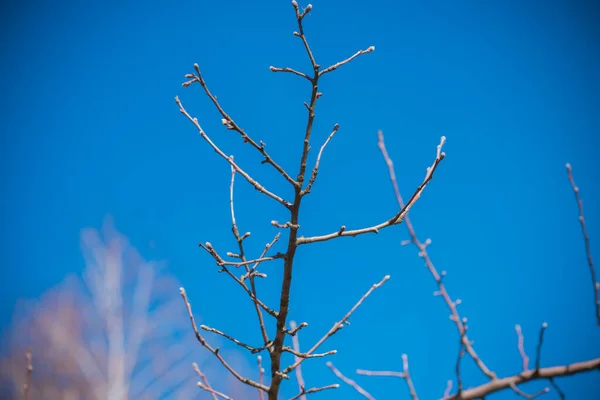Branches Spring Tree Close View — Stock Photo, Image