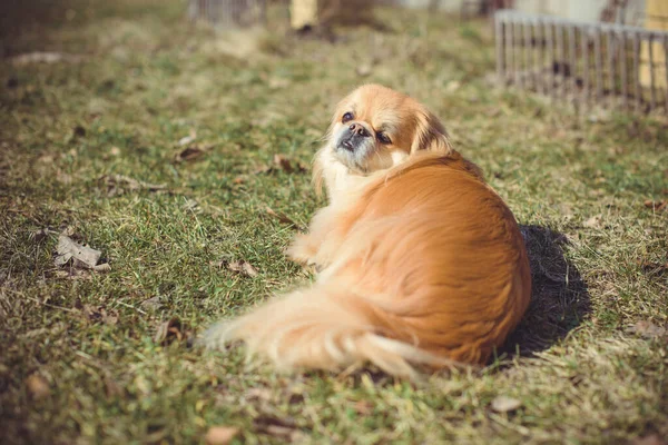 Adorable Pekingese dog outdoors