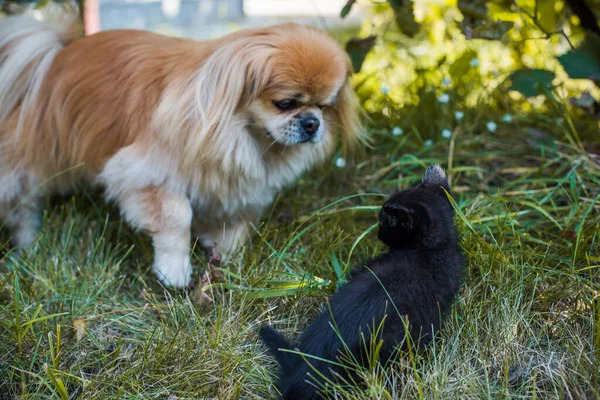 Złoty Pies Pekiński Bawiący Się Czarnym Kotem Podwórku Koncepcja Zwierząt — Zdjęcie stockowe