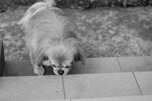 Cão Pekingese Dourado Bonito Agradável — Fotografia de Stock