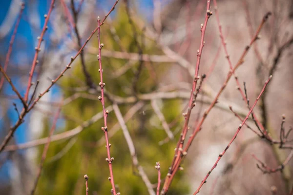 Arbre Printemps Branches Vue Rapprochée — Photo