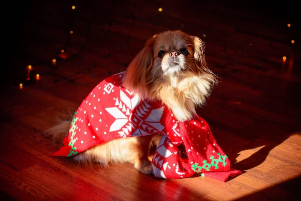 Netter Und Schöner Goldener Pekinese Hund — Stockfoto