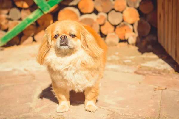 Bedårande Pekingese Hund Utomhus — Stockfoto