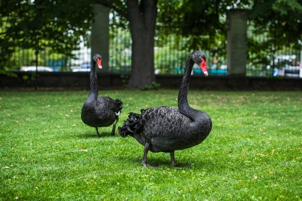 Concept Vie Des Oiseaux Cygnes Noirs Dans Parc Belle Nature — Photo