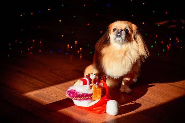 Netter Und Schöner Goldener Pekinese Hund — Stockfoto