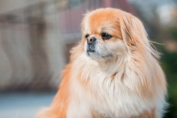 Bedårande Pekingese Hund Utomhus — Stockfoto