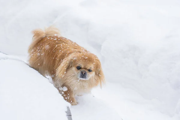 Adorabile Cane Pechinese All Aperto — Foto Stock