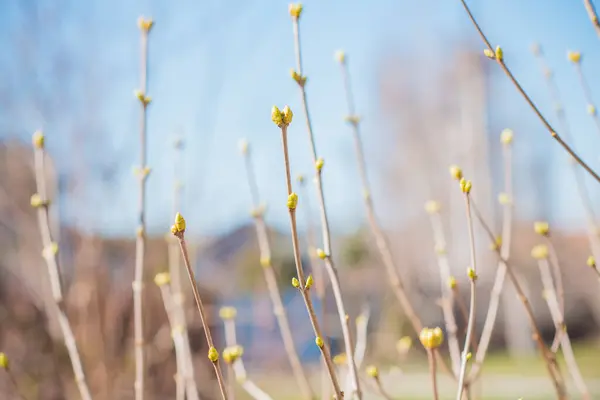 Grenar Vårens Träd Närbild — Stockfoto