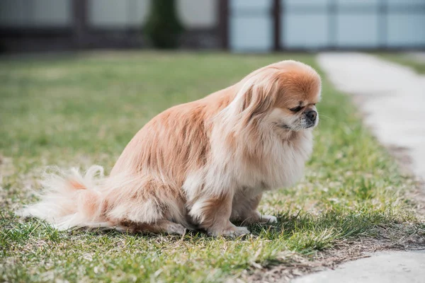 Adorable Perro Pekinés Aire Libre —  Fotos de Stock