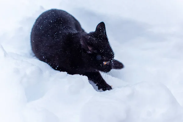 Милая Черная Кошка Играющая Улице — стоковое фото
