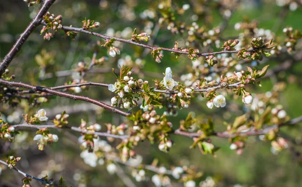 Wiosna Jabłoń Kwiat Bliska Widok — Zdjęcie stockowe