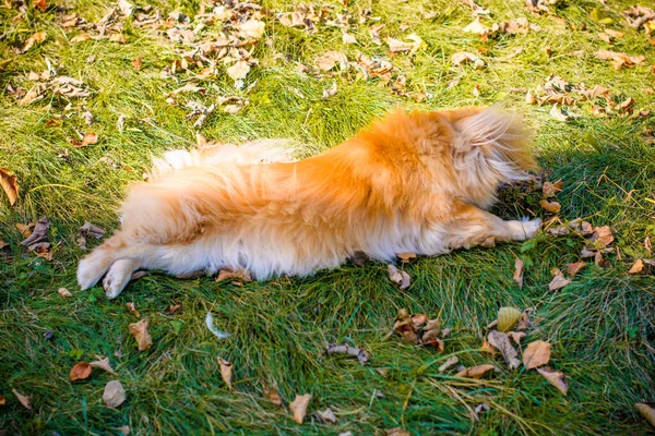 Bonito Jovem Cão Pekingese Dourado Conceito Animais Estimação — Fotografia de Stock