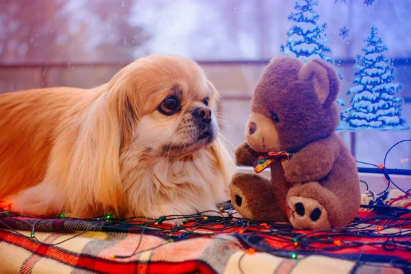 Netter Und Schöner Goldener Pekinese Hund — Stockfoto