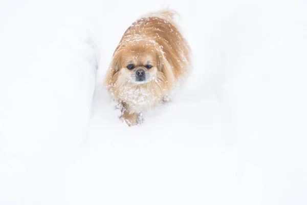Schattige Pekingese Hond Buiten — Stockfoto