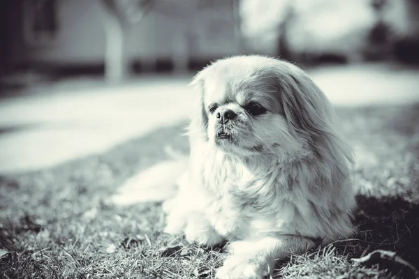 Nuttet Pekingeser Hund Udendørs - Stock-foto