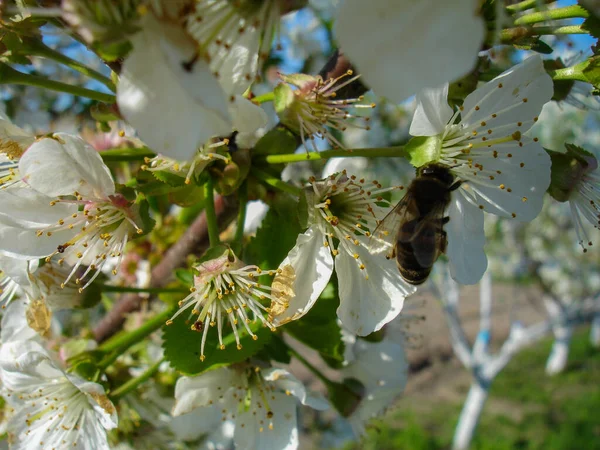 Début Printemps Jardin Concept Jardinage — Photo