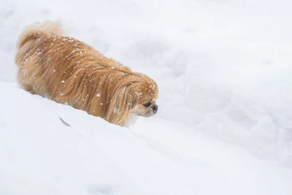 Schattige Pekingese Hond Buiten — Stockfoto