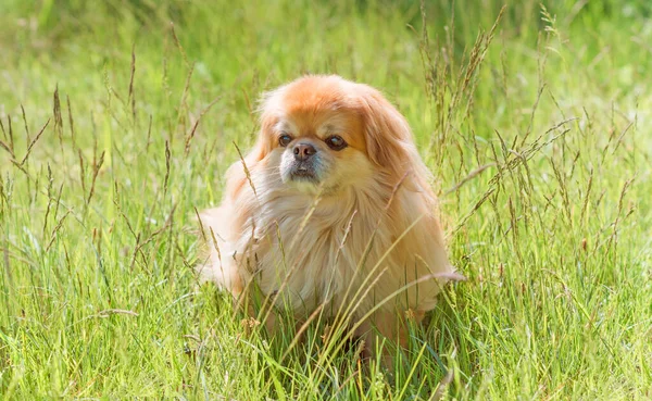 Cute and nice golden pekingese dog in park