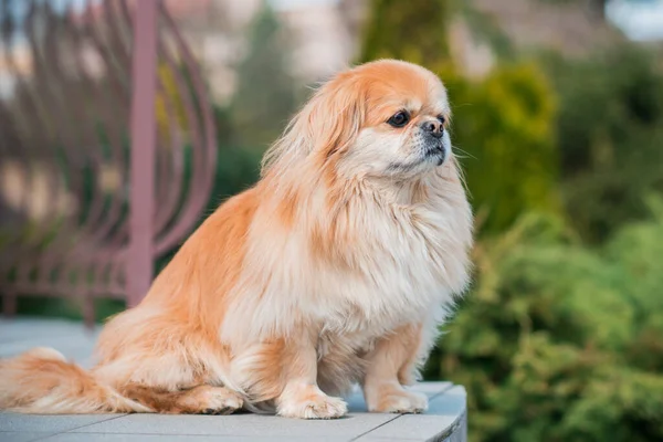 Αξιολάτρευτο Σκυλί Pekingese Εξωτερικούς Χώρους — Φωτογραφία Αρχείου