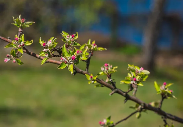 Frühling Apfelbaumblüte Nahaufnahme — Stockfoto