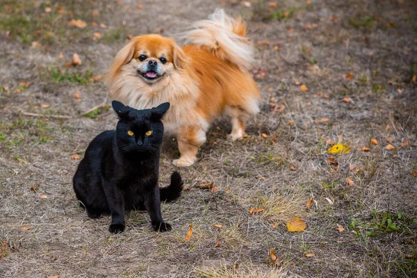 Altın Pekin Köpeği Kara Kediyle Oynuyor — Stok fotoğraf
