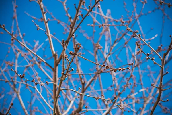 Spring Tree Branches Close View — Stock Photo, Image