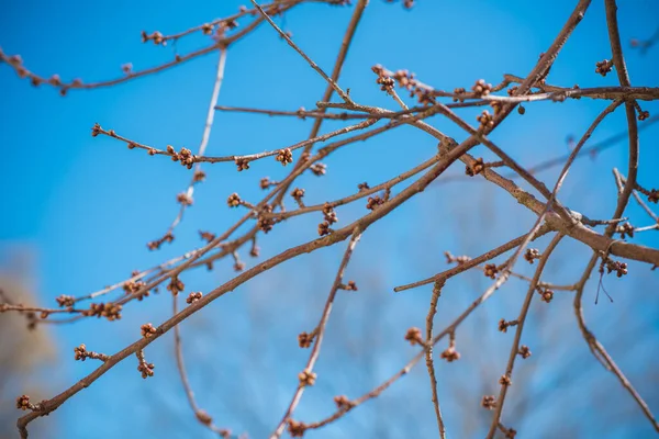 Frühling Baum Äste Nahaufnahme — Stockfoto