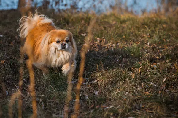 Рыжая Старшая Пекинская Собака Прогулке Природе — стоковое фото